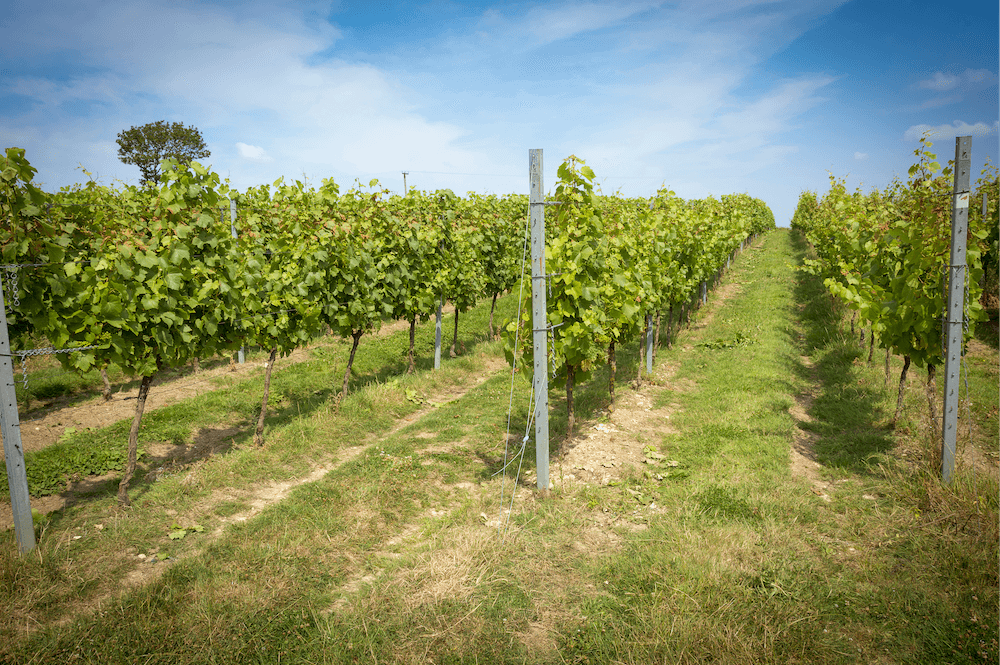 vineyard